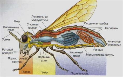 Механизм действия дихлофоса на организм мухи