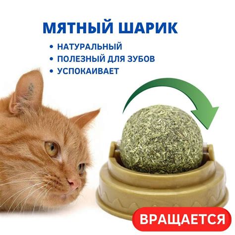 Механизм действия кошачьей мяты на кошек