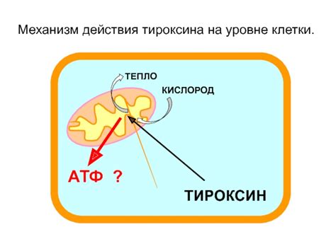 Механизм действия л-тироксина на организм