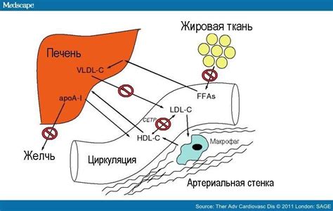 Механизм действия никотиновой кислоты на кожу