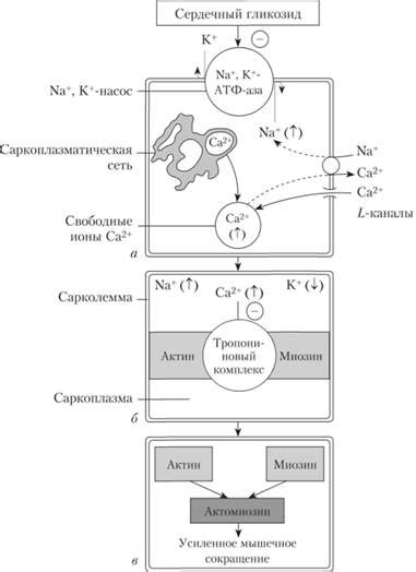 Механизм действия препаратов магния