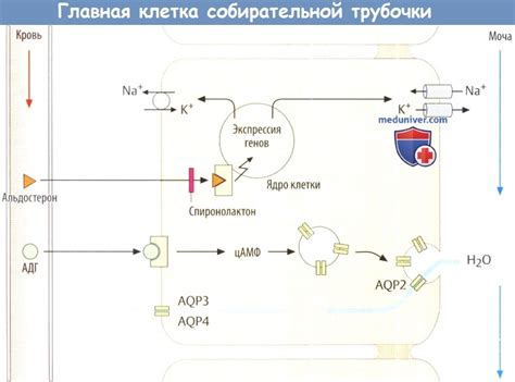 Механизм действия протеина на почки