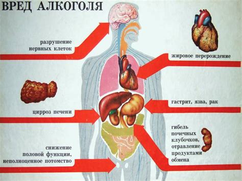 Механизм действия сапропеля на организм