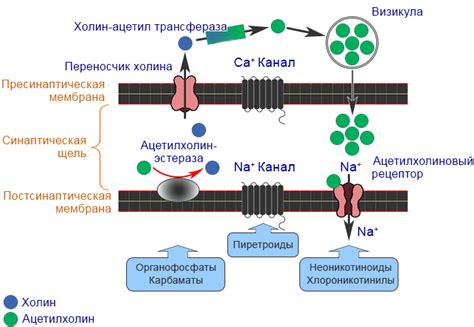 Механизм действия устройства