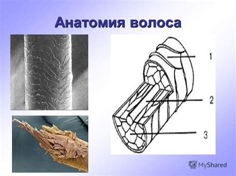 Механизм действия химиотерапии на волосы