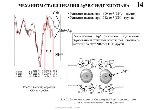 Механизм действия хитозана