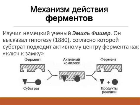 Механизм действия 1-дневного перерыва: