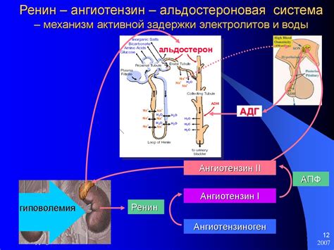 Механизм задержки воды