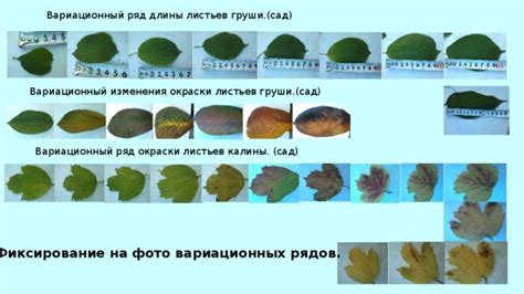 Механизм изменения окраски листьев