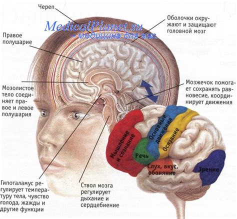 Механизм изменения цвета коры