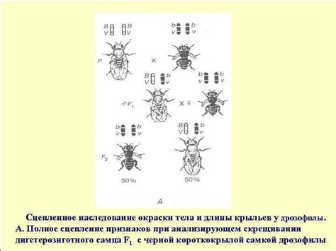 Механизм наследования окраски тела дрозофилы: ключевые аспекты исследования