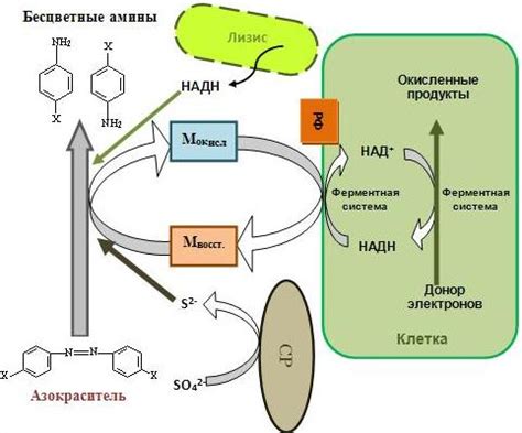 Механизм обесцвечивания