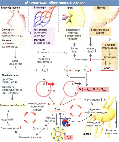 Механизм образования отеков