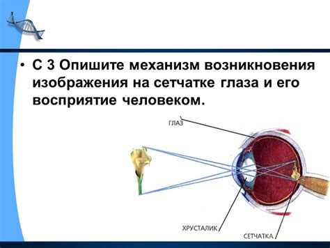 Механизм образования узоров на сетчатке глаза