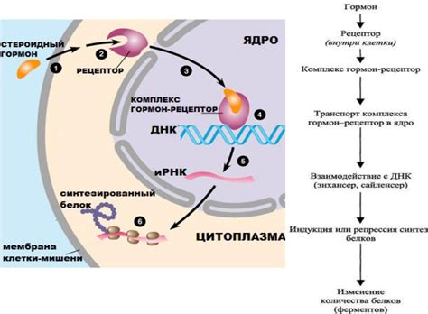 Механизм передачи сигналов в глазе флюгеле