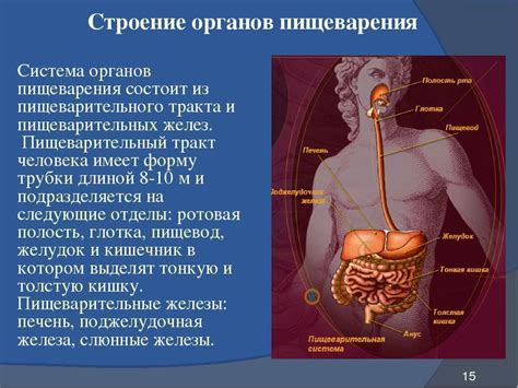 Механизм пищеварения у тичей