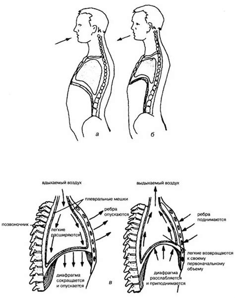 Механизм работы диафрагмы при дыхании