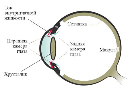 Механизм развития катаракты