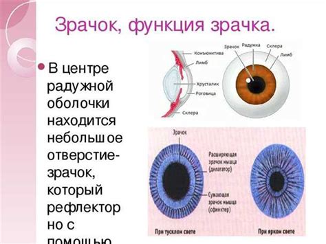 Механизм регулировки размера зрачка