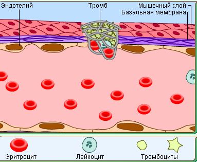 Механизм свертывания