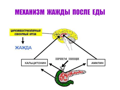 Механизм снижения давления после еды