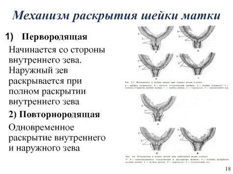 Механизм схваток и раскрытия шейки матки