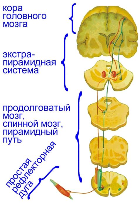 Механизм формирования условных рефлексов