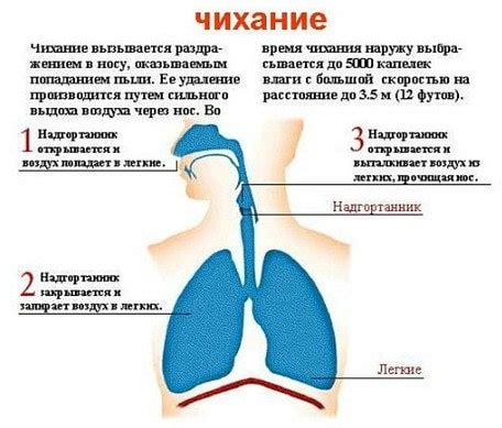 Механизм чихания и его естественность