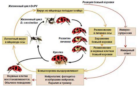 Механические методы борьбы с божьими коровками