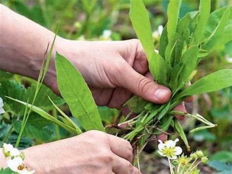 Механическое удаление сорняка березки