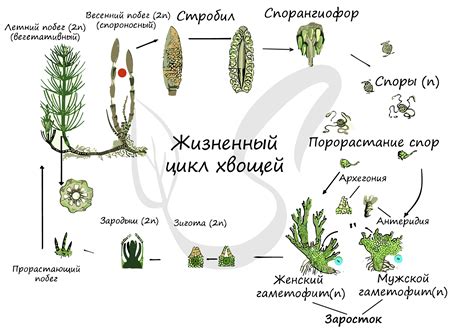 Механическое устранение хвоща: техники и инструменты