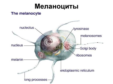 Миглияция меланоцитов