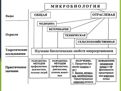 Микробиология: развитие, значение и перспективы