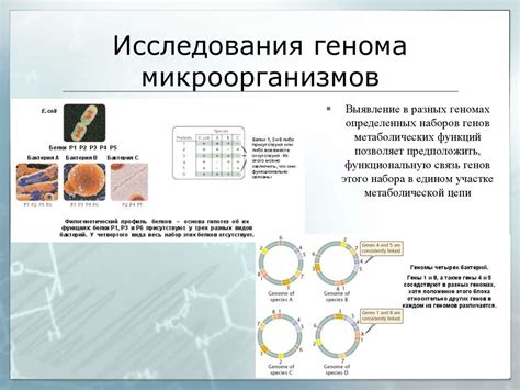 Микробиология в научных исследованиях и медицине