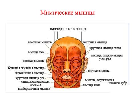 Микромимика: какие многозначные мимические движения засекают профессионалы