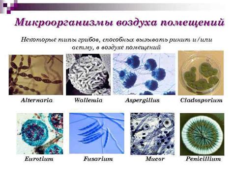 Микроорганизмы, способствующие изменению цвета грибов