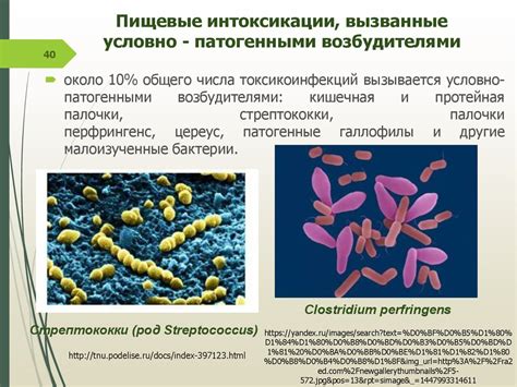 Микроорганизмы и перхоть