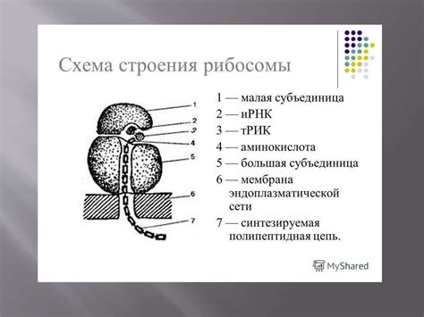 Микроскопическая «точка» и Большое великое