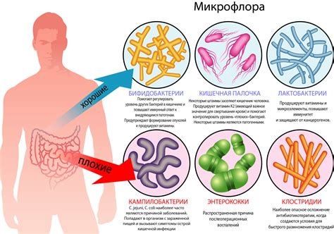 Микрофлора кишечника восстанавливается