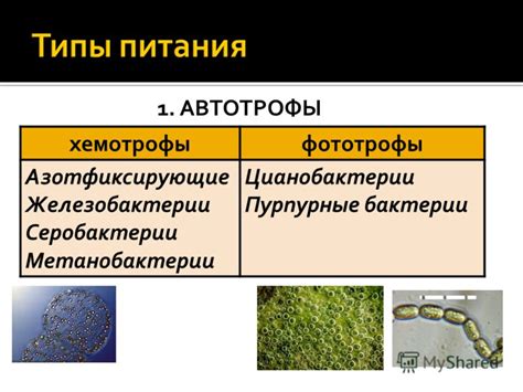 Миксотрофы: особенности и классификация