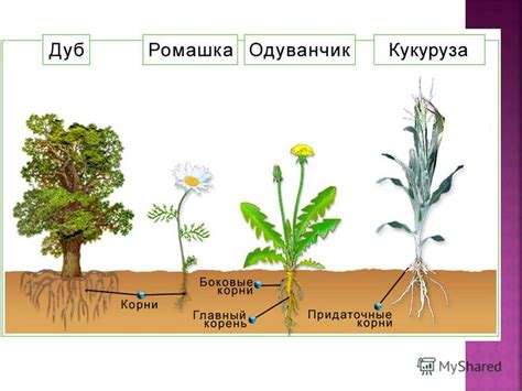 Минимизация возможности повреждения корней растений