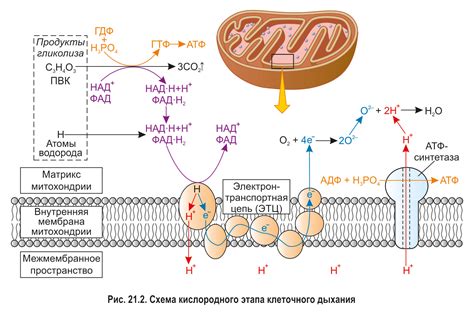 Митохондрии и клеточное дыхание: взаимосвязь процессов