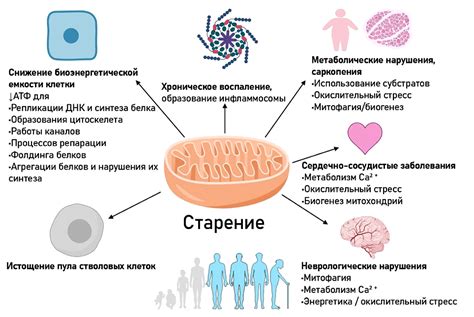 Митохондрии и роль в клеточной апоптозе