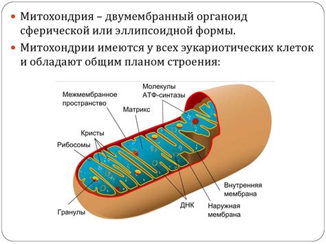 Митохондрии - "энергетические станции"