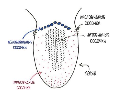 Миф о том, что вкус зависит только от рецепторов на языке