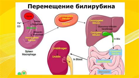 Молекулярная структура билирубина