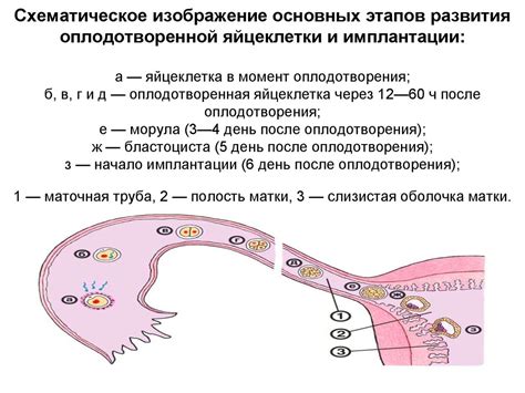 Момент высвобождения яйцеклетки