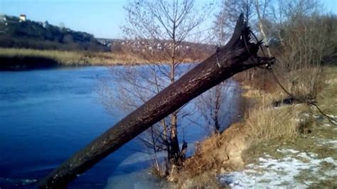 Мореный дуб под водой: охрана и сохранение