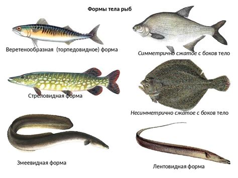 Морожение рыбы: преимущества и особенности