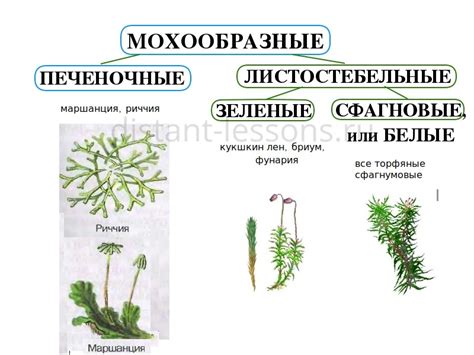 Мох: строение и функции